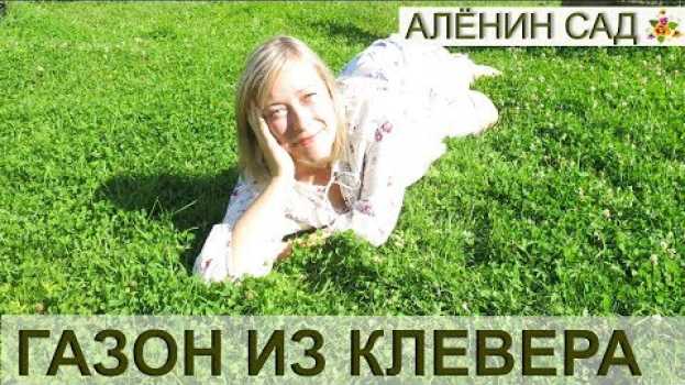 Video СУПЕР газон из белого клевера! Есть ли минусы? / Какую траву выбрать для газона auf Deutsch
