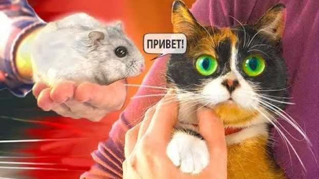 Video У КУКИ НОВЫЙ ДРУГ!!? in English