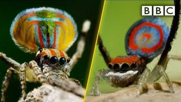 Video Peacock spiders, dance for your life! - BBC en español
