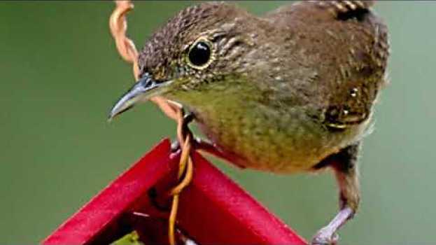 Video This Place is For the Birds by Joyce (Joy) M. Kiser en français