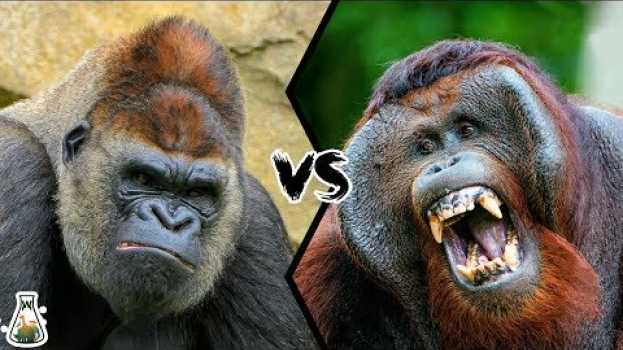 Video GORILLA VS ORANGUTAN - Who is the king of the Great Apes Family? en français