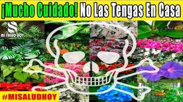 Video 🔵 ¡MUCHO CUIDADO! ¡NUNCA TENGAS NINGUNA DE ESTAS 5 PLANTAS ADENTRO DE TU HOGAR!   türkçe