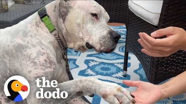 Video Watch The Tear-Jerking Moment This Dog Meets His New Mom | The Dodo Adoption Day   türkçe