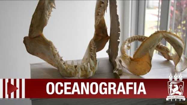 Video Semana do Museu de Oceanografia tem ações de combate ao óleo nas praias su italiano