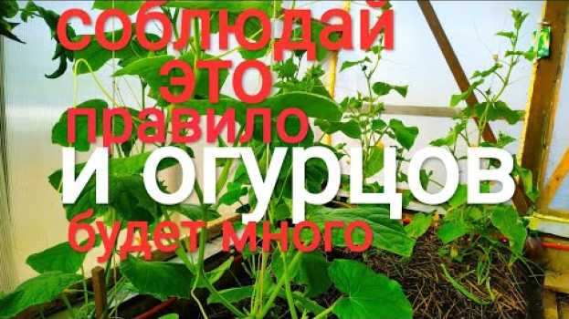 Video Большинство  не знает эту особенность огурца. Одно простое правило и огурцов будет много. en français