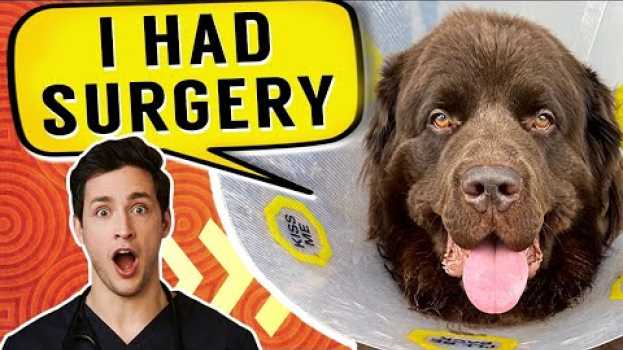 Video Bear Had Surgery | Gentle Giant Newfie Puppy   türkçe