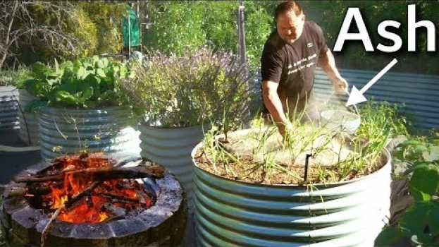 Video What Happens When You Use Ash in the Garden? em português