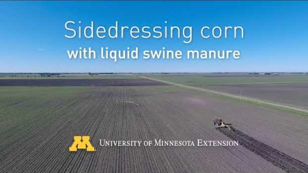Video Sidedressing corn with liquid swine manure su italiano