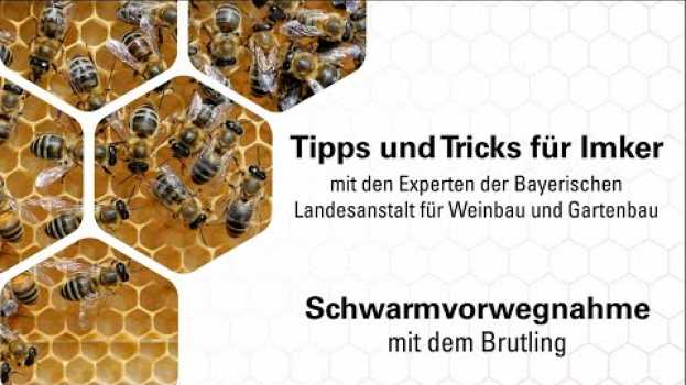 Video Imkerpraxis: Der Brutling zur Vorwegnahme des Bienenschwarms in English