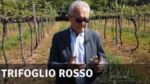 Video Trifoglio rosso per essere belle anche in menopausa auf Deutsch