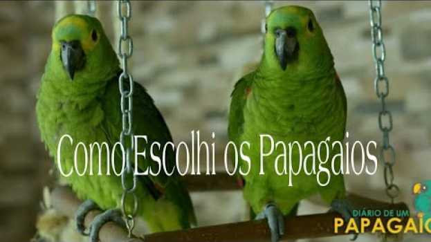 Video Papagaio Macho ou Fêmea? Como Escolhi os Meus en français