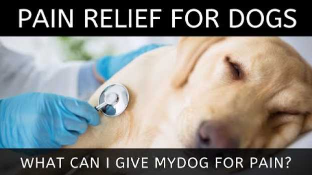 Video Pain relief for dogs | What Can I Give My Dog for Pain? en français