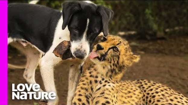 Video Cheetah And Dog Are Best Friends | Oddest Animal Friendship | Love Nature   türkçe