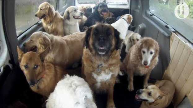 Video Doggie School Bus picks up pups for 'school'   türkçe