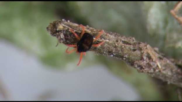 Video Redlegged Earth Mites are active between Autumn and late Spring po polsku