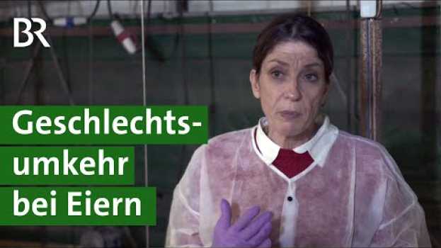Video Brütereien: Geschlechtsumkehr bei Eiern durch Schallwellen | Küken Doku | Unser Land | BR su italiano
