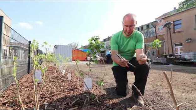Video Volker Croy vom Zukunftsstadtprojekt am GEH8 Kunstraum - Stecklingsvermehrung aus essbarer Hecke in English