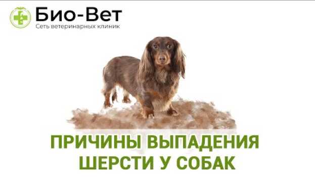 Video У Собаки Выпадает Шерсть 🐕// Причины и Что Делать // Сеть Ветклиник Био-Вет po polsku