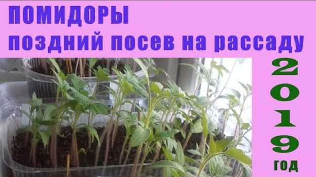 Video Обалдеть!!!Так поздно помидоры я ещё не высевала!!! 2019год   türkçe