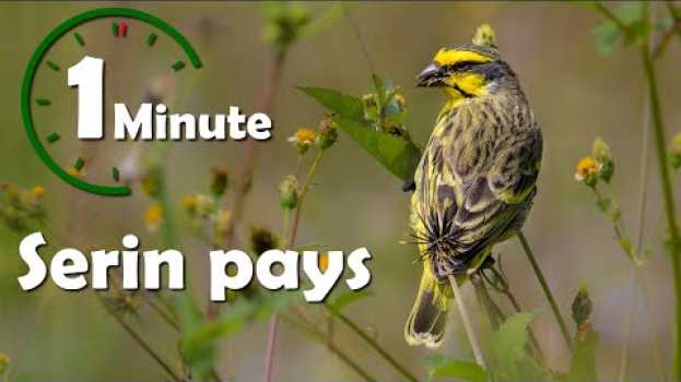 Video Une minute pour oiseau : Serin pays (serin du Mozambique) - Yabalex em português