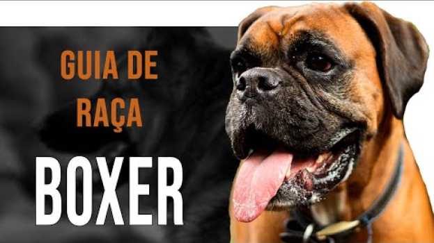 Video Boxer - Tudo sobre a raça auf Deutsch