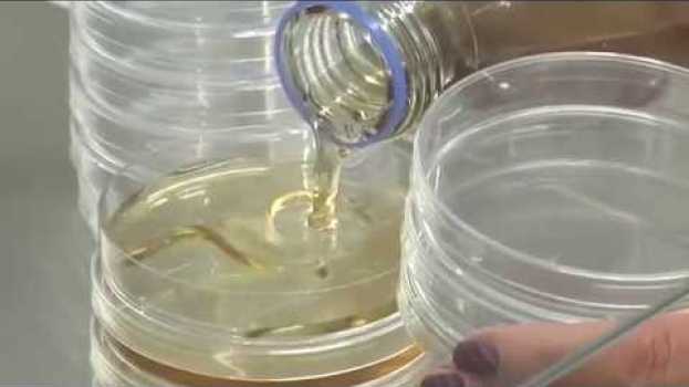 Video Grundtechniken der Mikrobiologie - Agarplatten in English