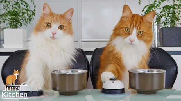 Video Teaching my cats to ring a bell auf Deutsch