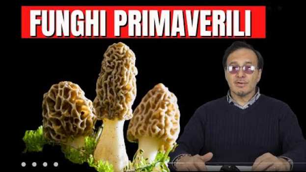 Video FUNGHI PRIMAVERILI BUONI e CATTIVI prima parte en français
