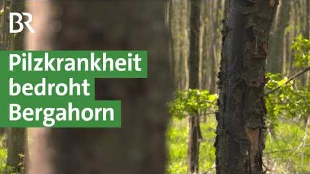 Video Klimawandel: Rußrindenkrankheit wird zur Gefahr für den Bergahorn | Unser Land | BR su italiano