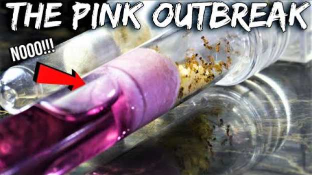 Video OH NO! MY FIRE ANTS ARE IN DANGER | The "Pink Outbreak" en español