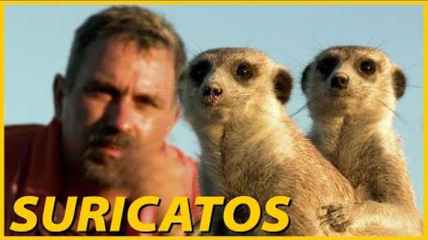 Video OS SIMPÁTICOS SURICATOS - DESERTO DO KALAHARI, BOTSWANA - LAWRENCE WAHBA en español
