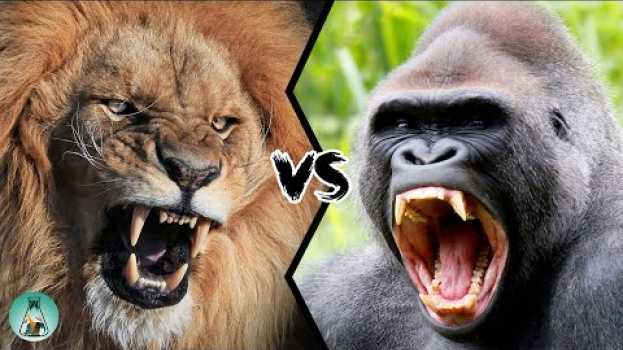 Video LION VS GORILLA - Who would win this fight? em português