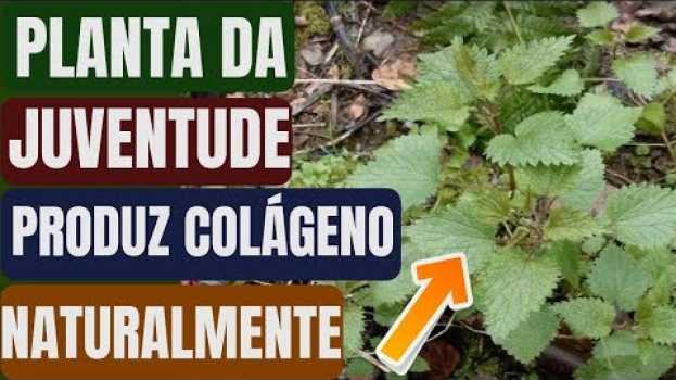 Video Planta Da Juventude  Ela Produz Colágeno, Elimina Rugas, Regenera e Nutre o Corpo da Cabeça aos Pés! su italiano