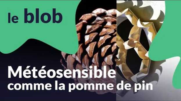 Video Météosensible comme la pomme de pin | Nature = futur em português