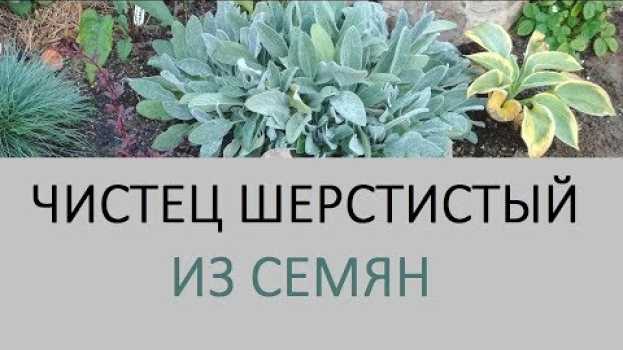 Video Чистец Овечьи ушки - растение которое меня удивило in English