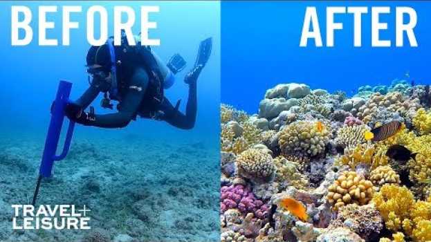 Video How Scientists Are Restoring The Great Barrier Reef | Travel + Leisure em português