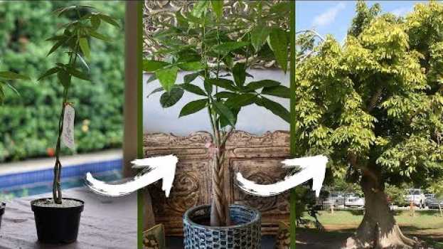 Video COMO CULTIVAR A ÁRVORE DO DINHEIRO | Nô Figueiredo in English