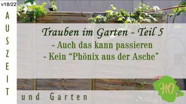 Video Trauben im Garten - Teil 5 - Wachstum - Auch das kann passieren - kein "Phönix aus der Asche" en français