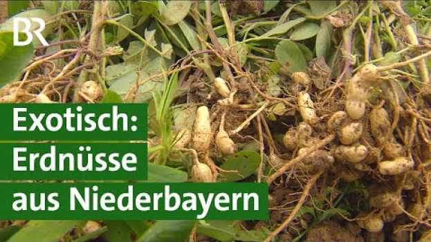 Video Erdnüsse aus Bayern – Erste Versuche mit dem Anbau erfolgreich | Unser Land | BR po polsku