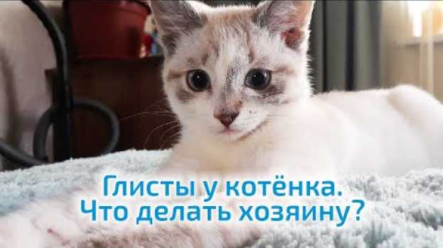 Video Глисты у котёнка  Что делать хозяину? in English