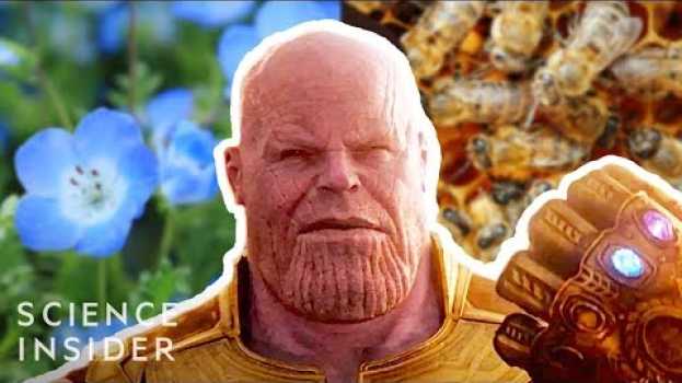 Video What If Thanos Really Had Eliminated 50% Of All Life, Like In 'Avengers: Infinity War'   türkçe