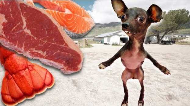 Video Letting a Homeless Dog Pick His First Meal! auf Deutsch
