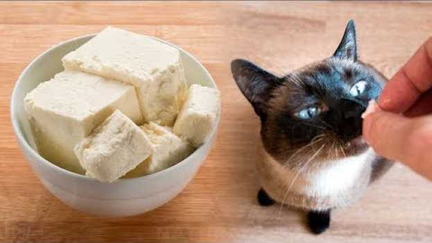 Video 7 Alimentos Humanos Que Um Gato Pode Comer auf Deutsch