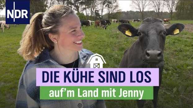 Video Weideauftrieb: Der große Tag bei Jenny und Sven Ole | Folge 12 | NDR auf'm Land en español