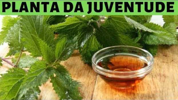 Video Planta Da Juventude  Ela Produz Colágeno, Elimina Rugas, Regenera e Nutre o Corpo da Cabeça aos Pés!   türkçe
