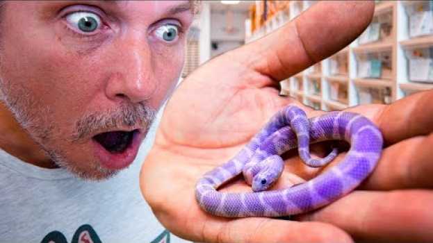 Video PURPLE SNAKES ARE REAL!! WE JUST HATCHED SOME!! | BRIAN BARCZYK auf Deutsch