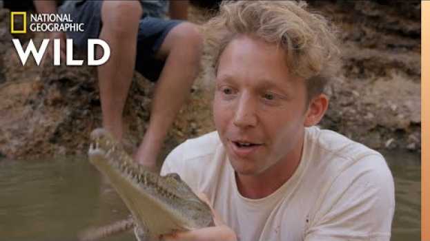 Video Freshwater Crocodiles Finding New Territory | Out There With Jack Randall   türkçe
