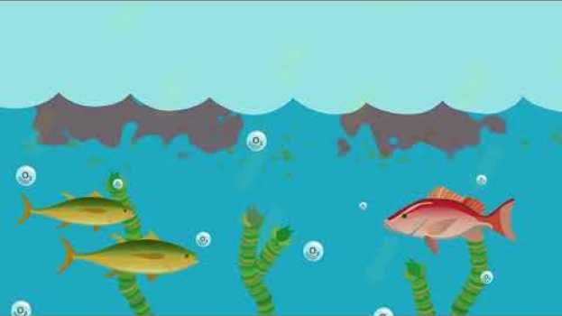 Video What is eutrophication? po polsku