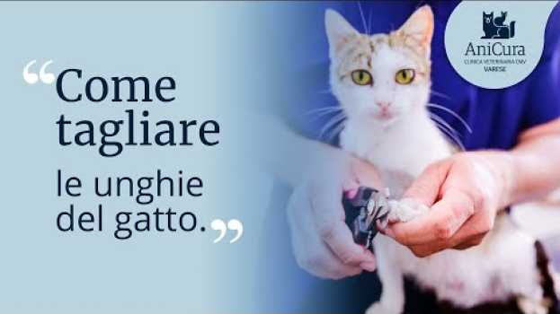 Video Tutorial su Come Tagliare le Unghie al Gatto auf Deutsch