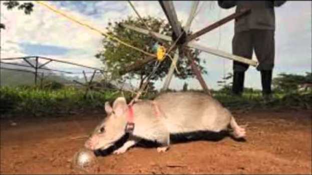 Video 8 curiosidades de las ratas   türkçe
